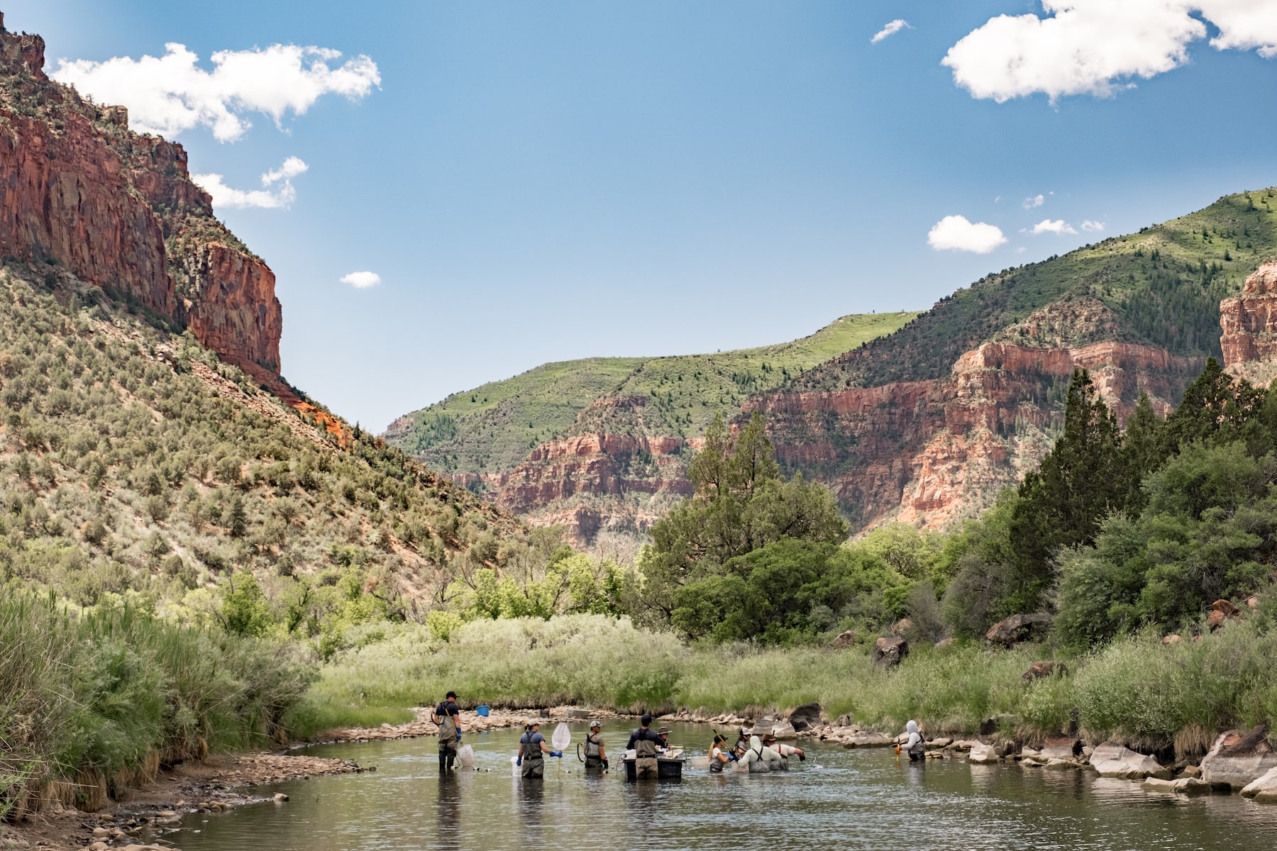the DRAMS team wades in a canyon river with nets and gear, surrounded by green trees and vegetation and red cliffs.