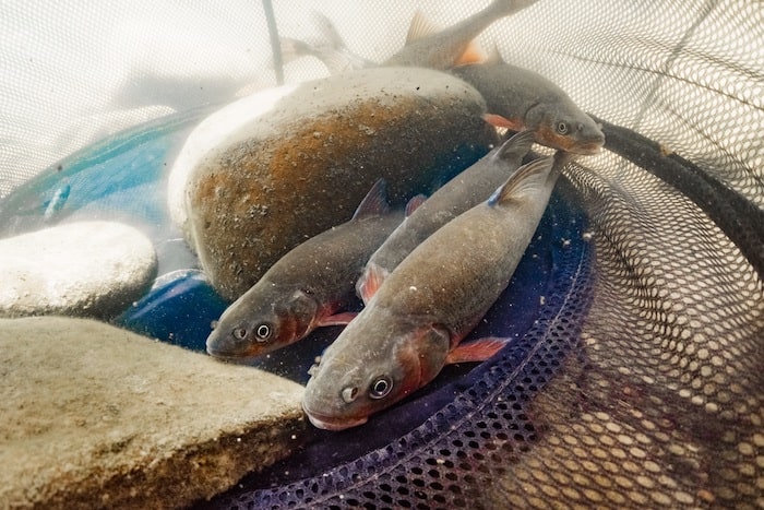 Four fish with reddish fins and some rocks in a net.