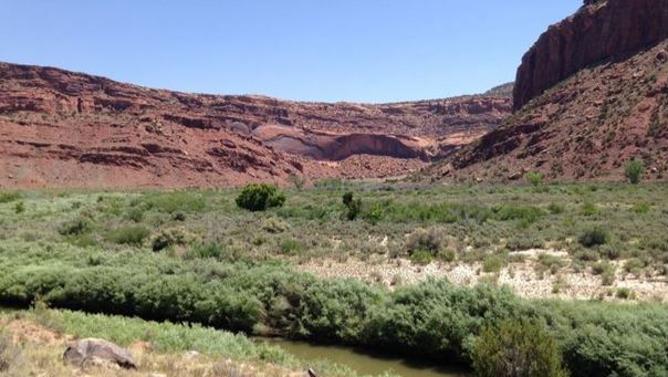 Water flows through green vegetation surrounded by red cliffs and a blue sky.
