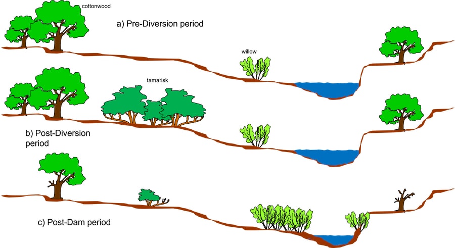 Three illustrations of vegetation and water change