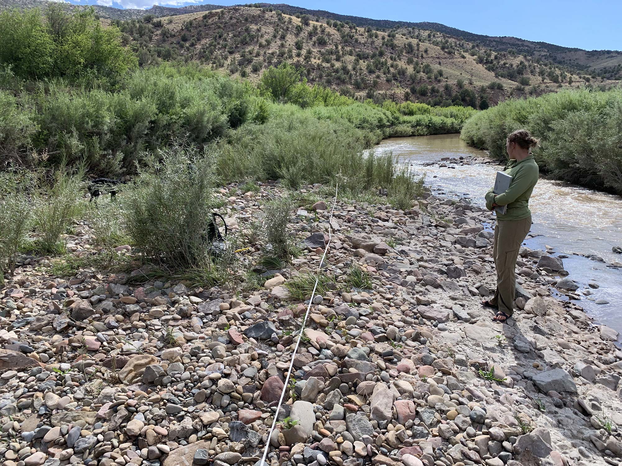 Figure C. Mid-channel cobble bar being actively colonized by vegetation, including willows. 2024 photo, C. Dott. (FLC student & field crew member Sarah Packard pictured)
