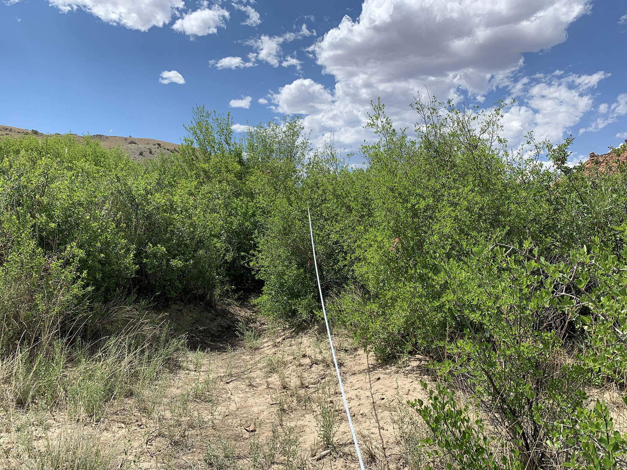 Figure D. Dense privet/shrub habitat on the upper floodplain. Tamarisk often occurs here as well, but in low abundance due to removal work by the DRRP. C. Dott photo, 2024.