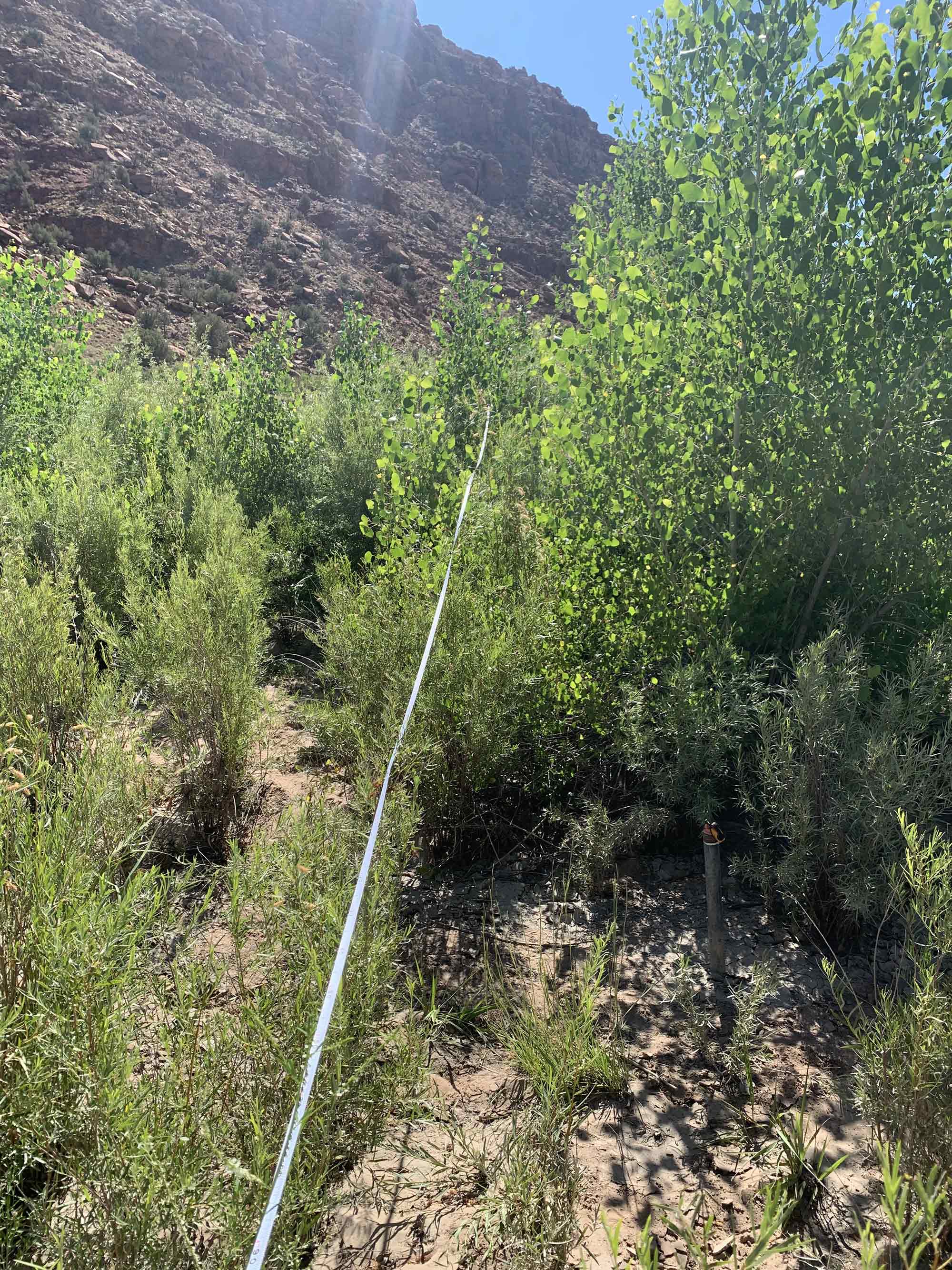 Figure E. Small cottonwood trees growing on upper floodplain at Big Gypsum site. 2024 photo, C. Dott.