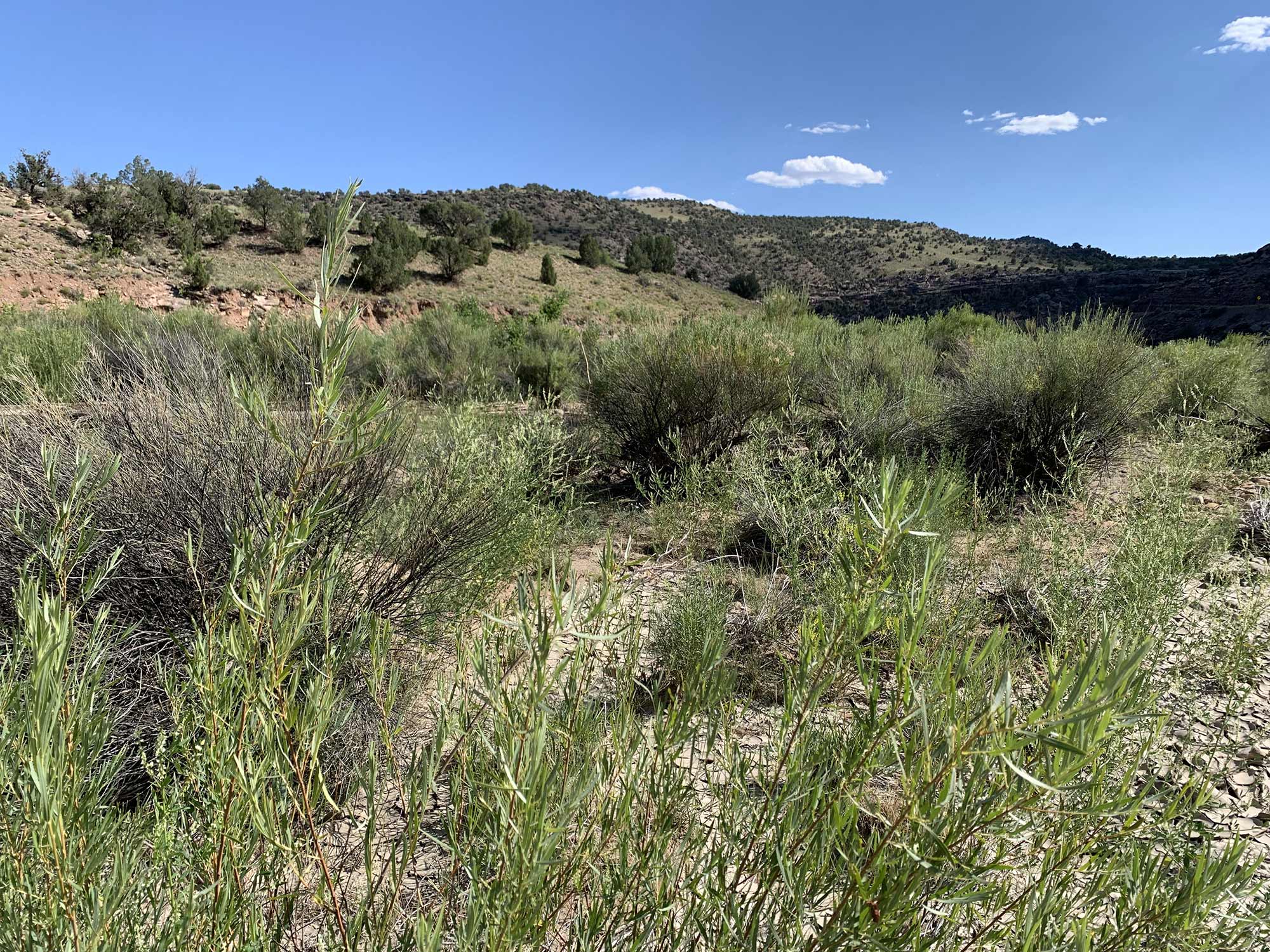 Figure F. Dryland shrub species moving onto the floodplain, as seen in the middle of this photo from the downstream Slick Rock site (with sparse willow stems in foreground).