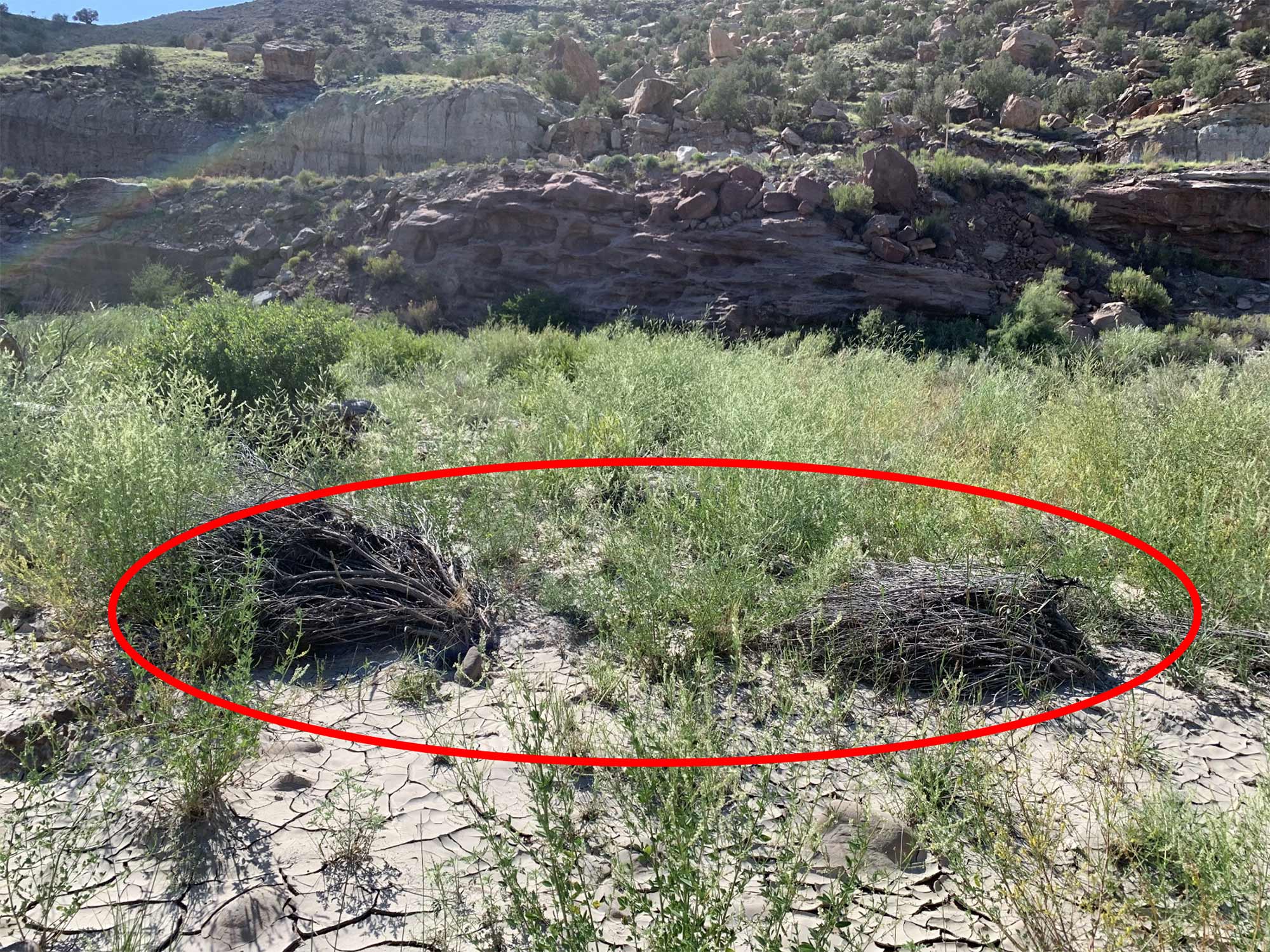 Figure G. Dead rabbitbrush shrubs, in red circle, after inundation of the upper floodplain by high flood flows in 2023. Downstream Slick Rock site, 2024, C. Dott photo.
