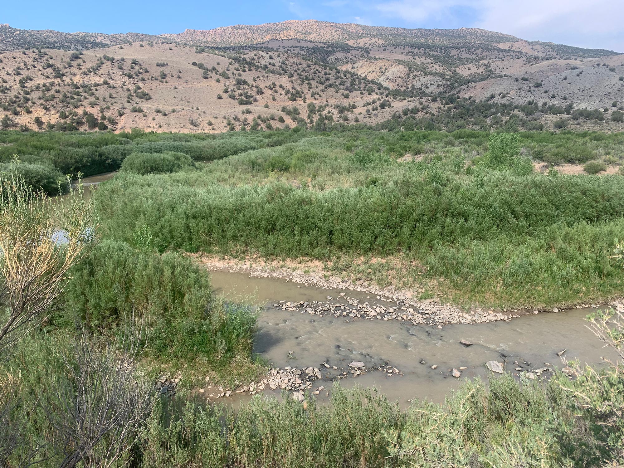 Example of riparian plants growing along the banks and floodplain of the Dolores River in Big Gypsum Valley.  Willows grow along the shoreline, with a small area of open cobble bar along the stream bank.  A taller cottonwood appears in the middle-ground, and patches of New Mexico privet and other riparian shrubs are in the background before the transition to dry uplands on the slopes in the distance.  (C. Dott photo, 2025