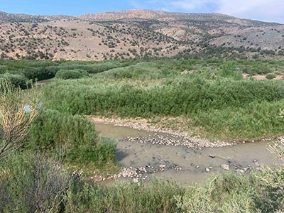 Example of riparian plants growing along the banks and floodplain of the Dolores River in Big Gypsum Valley.  Willows grow along the shoreline, with a small area of open cobble bar along the stream bank.  A taller cottonwood appears in the middle-ground, and patches of New Mexico privet and other riparian shrubs are in the background before the transition to dry uplands on the slopes in the distance.  (C. Dott photo, 2025)