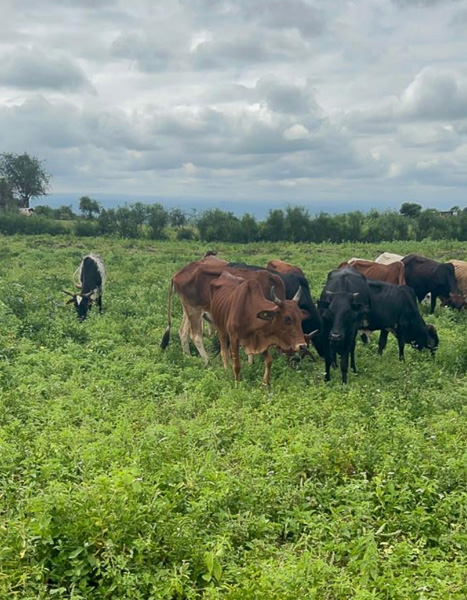 Cows in a field