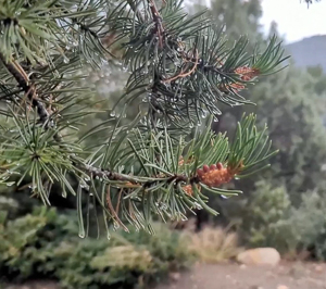 Pine needles dripping water